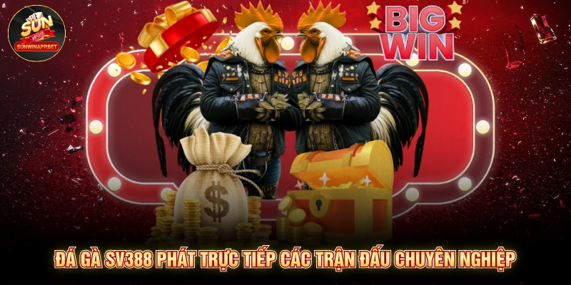 Đá gà SV388 phát trực tiếp các trận đấu chuyên nghiệp