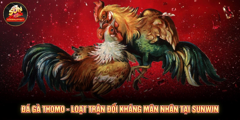 Đá gà thomo