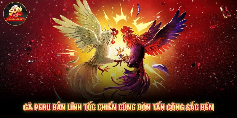 Gà Peru bản lĩnh tốc chiến cùng đòn tấn công sắc bén