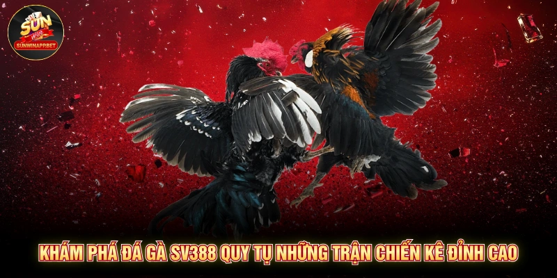 Khám phá đá gà SV388 quy tụ những trận chiến kê đỉnh cao